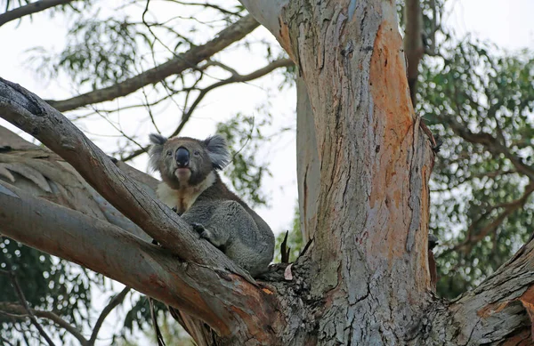 Koala Big Tree Kennett River Victoria Australia — Stock Photo, Image