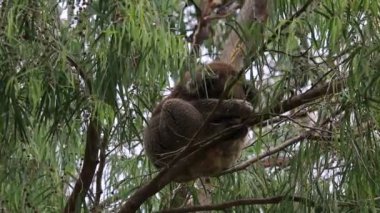 Ağaçta uyumak - Koala - Kennett Nehri, Victoria, Avustralya