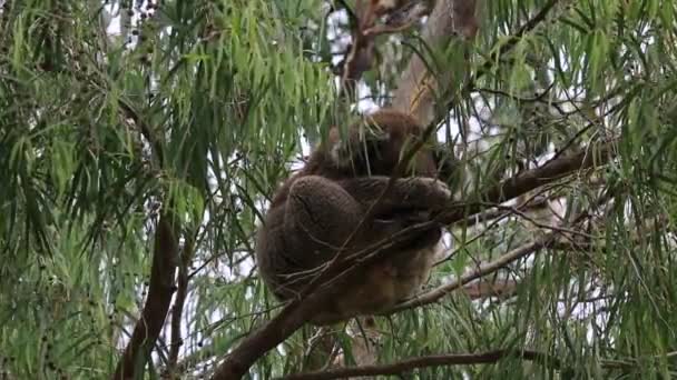 Dormir Árvore Koala Kennett River Victoria Austrália — Vídeo de Stock