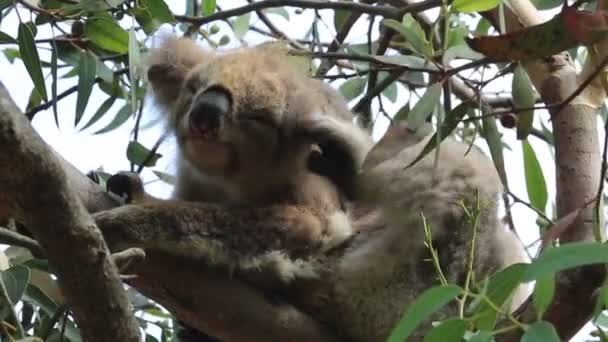 Коала Царапается Спит Река Кеннетт Виктория Австралия — стоковое видео