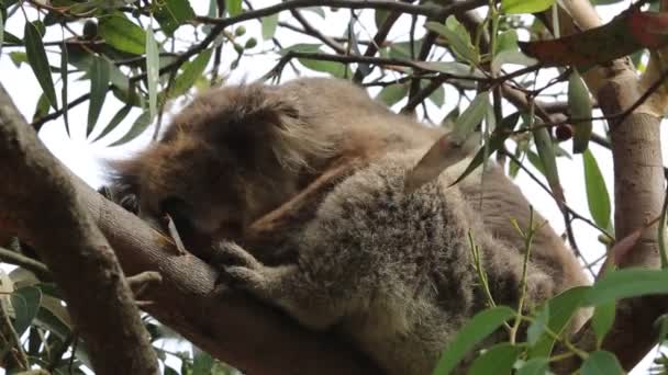 Koala Ziewanie Kennett River Victoria Australia — Wideo stockowe