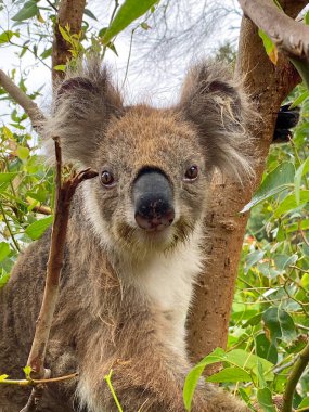 Şirin Koala portresi - Kennett Nehri, Victoria, Avustralya