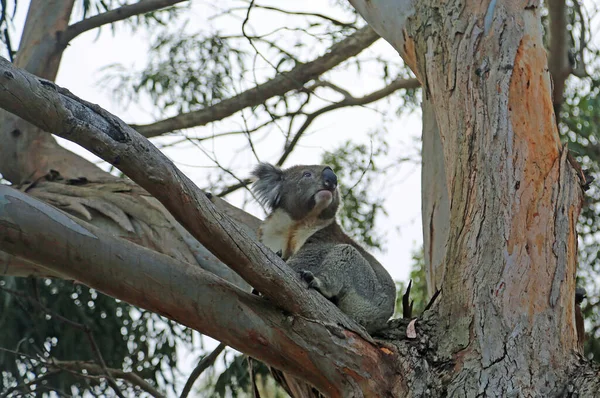 Koala Tree Posing Kennett River Victoria Australia — Stock Photo, Image