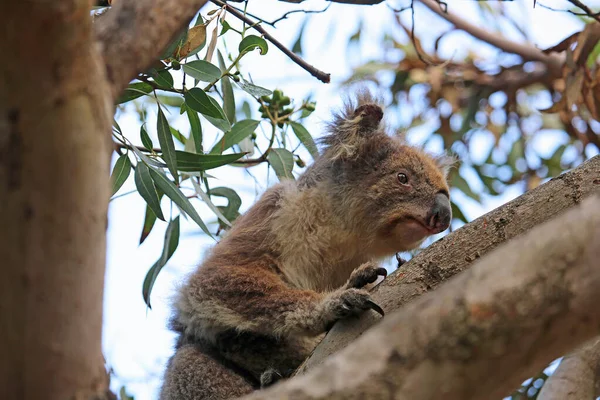 Koala Profiel Kennett River Victoria Australië — Stockfoto