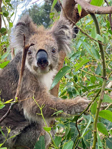 Vicces Aranyos Koala Kennett River Victoria Ausztrália — Stock Fotó