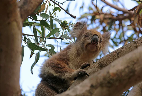 Porträt Des Lustigen Koala Kennett River Victoria Australien — Stockfoto