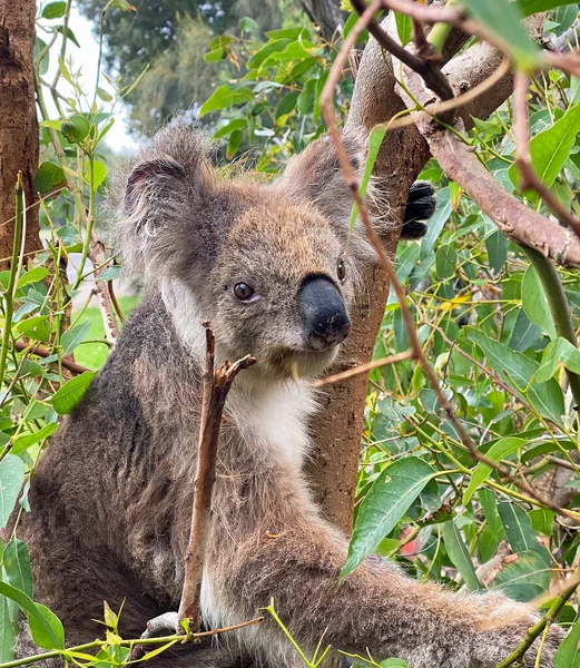 Koala Entre Filiais Kennett River Victoria Austrália — Fotografia de Stock