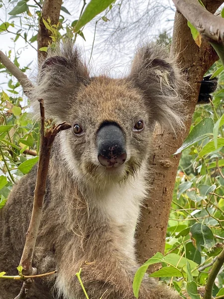 Cute Koala Portrait Kennett River Victoria Αυστραλία — Φωτογραφία Αρχείου