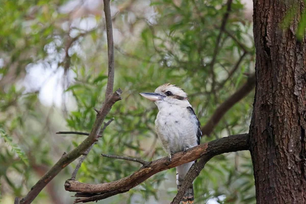 Skrattande Kookaburra Grenen Victoria Australien — Stockfoto