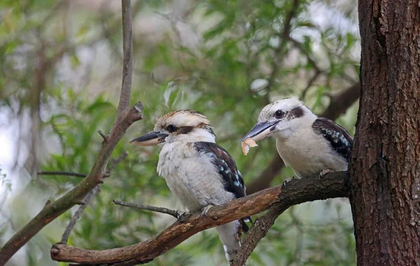 Par Kookaburra Skrattande Kookaburra Victoria Australien — Stockfoto