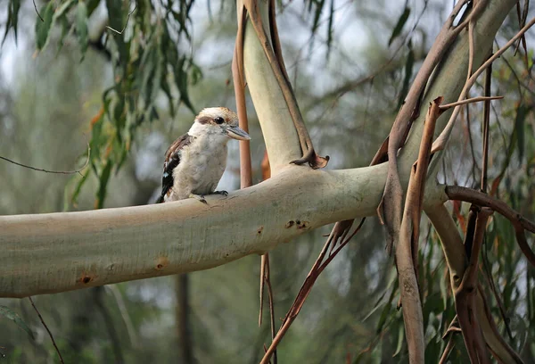 Kookaburra Big Branch Laughing Kookaburra Victoria Australia — Stock Photo, Image