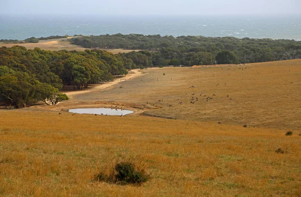 Landscape Kangaroo Victoria Australia — Stock Photo, Image