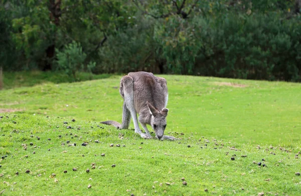 Kangaroo Grazing Eastern Grey Kangaroo Anglesea Golf Course Victoria Australia — Stock Photo, Image