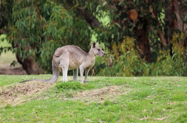 袋鼠侧写 东部灰袋鼠 英语高尔夫球场 澳大利亚维多利亚 — 图库照片