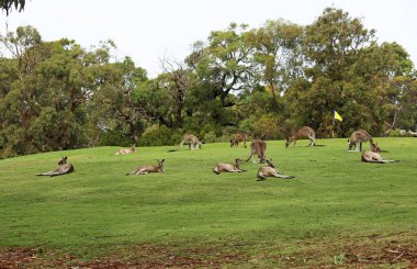 Golf sahasında Kanguru Çetesi - Doğu Gri Kanguru - Anglesea Golf Sahası, Victoria, Avustralya