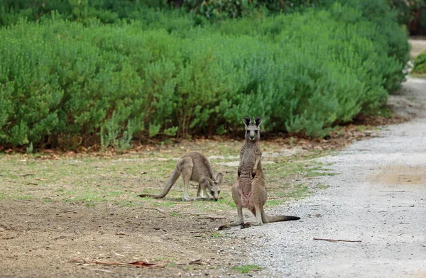 Canguro Camino Tierra Canguro Gris Oriental Campo Golf Anglesea Victoria — Foto de Stock