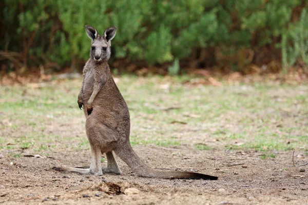 Kangaroo Titta Eastern Grey Kangaroo Anglesea Golfbana Victoria Australien — Stockfoto