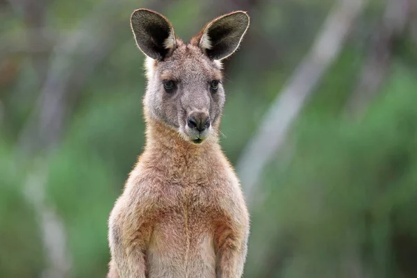 Portret Kangura Eastern Grey Kangaroo Anglesea Golf Course Victoria Australia — Zdjęcie stockowe