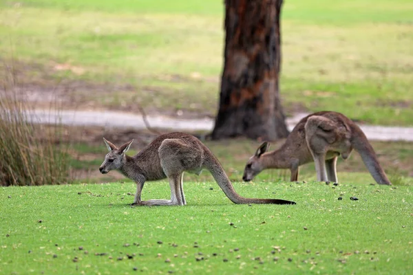 Καγκουρό Στο Γρασίδι Eastern Grey Kangaroo Anglesea Golf Course Victoria — Φωτογραφία Αρχείου