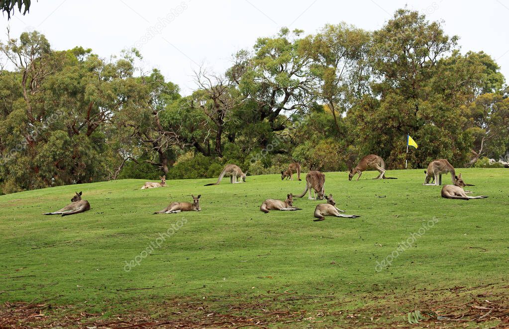 Kangaroo mob on golf course - Eastern Grey Kangaroo - Anglesea Golf Course, Victoria, Australia