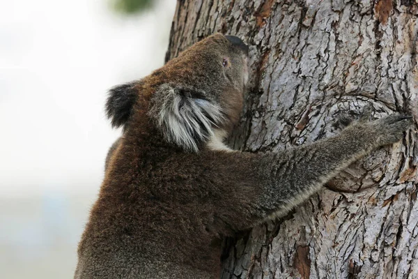 Climbing Koala Close Kennett River Victoria Australia — Stock Photo, Image