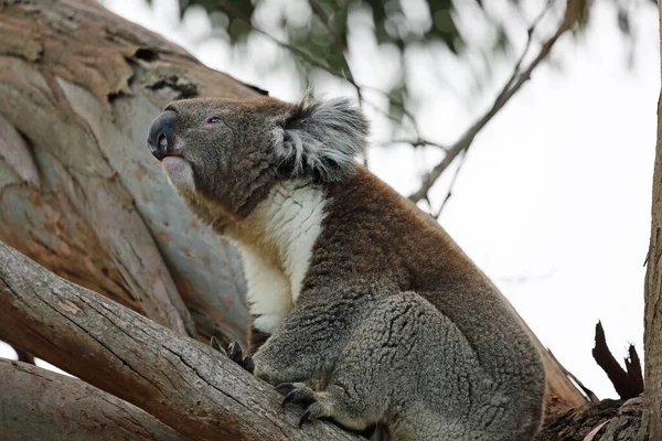 Koala Linkerprofiel Kennett River Victoria Australië — Stockfoto