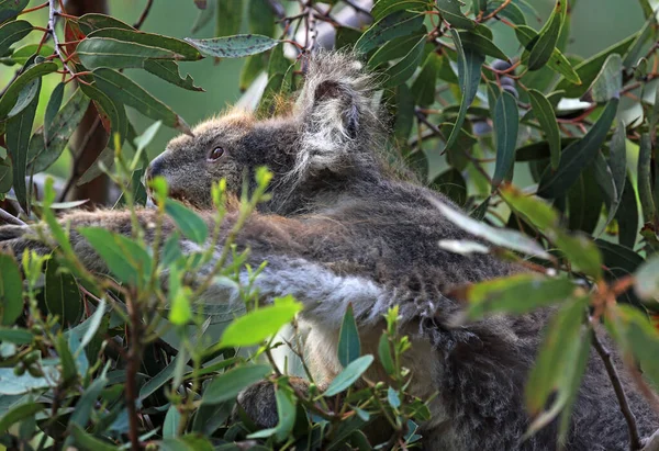 Koala Het Groen Kennett River Victoria Australië — Stockfoto