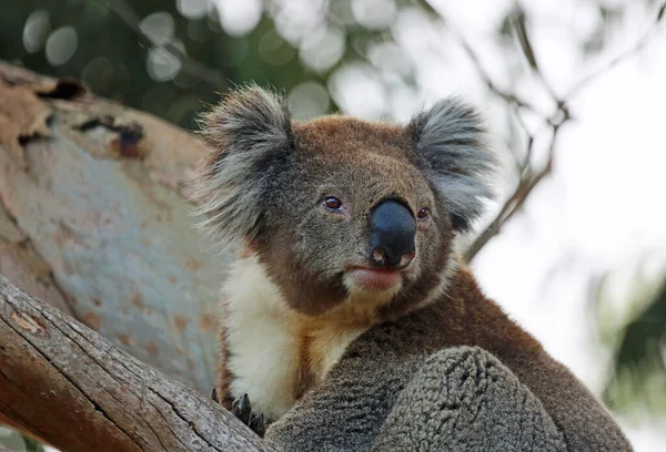 Koala Assistindo Kennett River Victoria Austrália — Fotografia de Stock