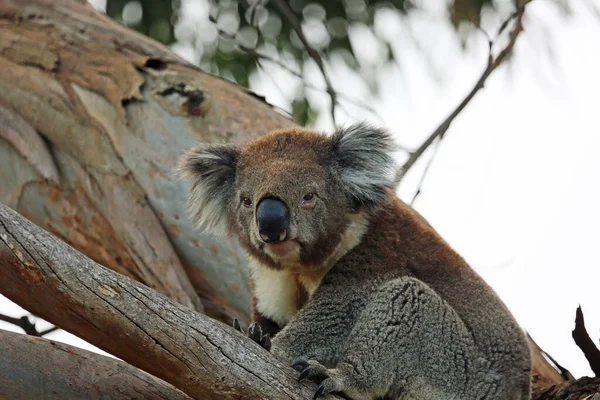 Koala Río Kennett Victoria Australia —  Fotos de Stock
