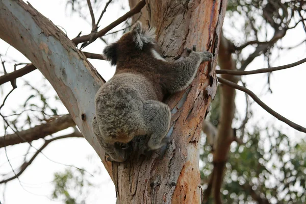 Koala Climbing Tree Kennett River Victoria Australia — Stock Photo, Image