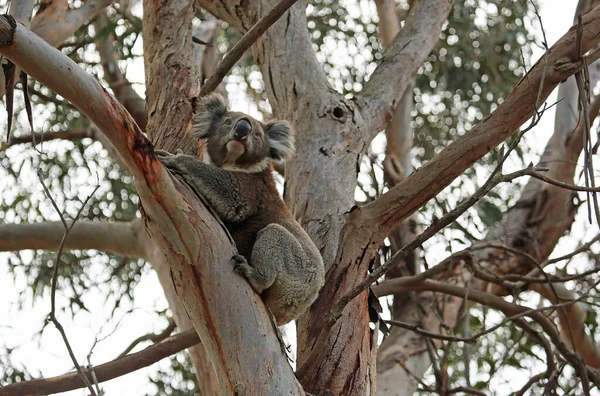 Koala Big Tree Kennett River Victoria Australia — Stock Photo, Image