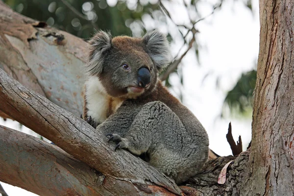 Koala Auf Dem Baum Kennett River Victoria Australien — Stockfoto