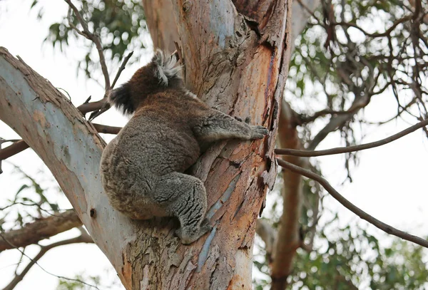 Koala Climbing Kennett River Victoria Australia — Stock Photo, Image