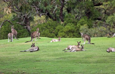 Kangaroos mob  - Anglesea Golf Course, Victoria, Australia clipart