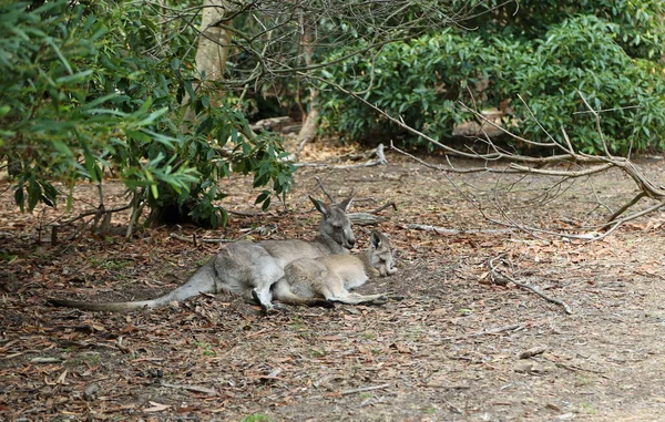 Känguru Mutter Mit Joey Sleeping Anglesea Golf Course Victoria Australien — Stockfoto