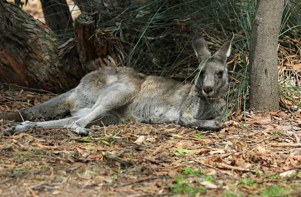 Szary Kangaroo Spoczywający Pod Drzewem Anglesea Golf Course Victoria Australia — Zdjęcie stockowe