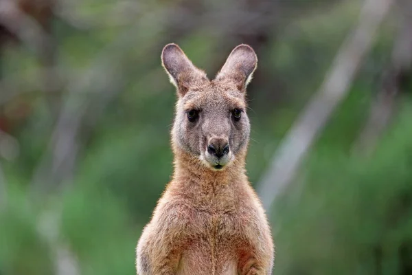 Kangaroo Porträtt Anglesea Golfbana Victoria Australien — Stockfoto