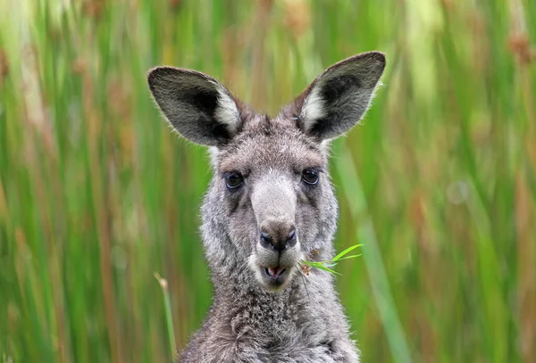 Porträtt Kangaroo Med Gräs Munnen Anglesea Golfbana Victoria Australien — Stockfoto