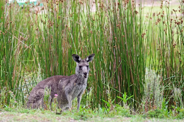 袋鼠在池塘与甜蜜的匆忙 英语高尔夫球场 维多利亚 澳大利亚 — 图库照片