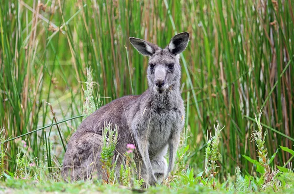 Graues Känguru Auf Rush Hintergrund Anglesea Golf Course Victoria Australien — Stockfoto