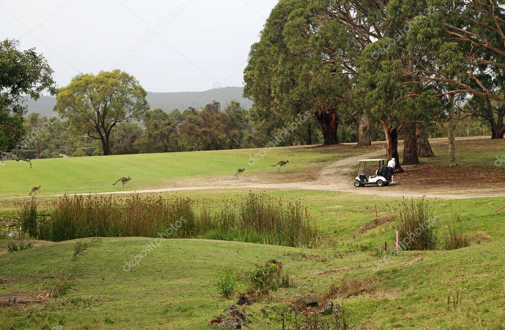 Scene on Anglesea golf course - Kangaroo - Anglesea Golf Course, Victoria, Australia