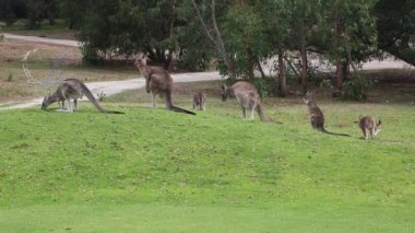Bir grup Kanguru - Anglesea Gold Course, Victoria, Avustralya
