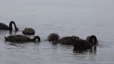 Siyah Kuğu Grubu - Port Phillip Körfezi, Victoria, Avustralya