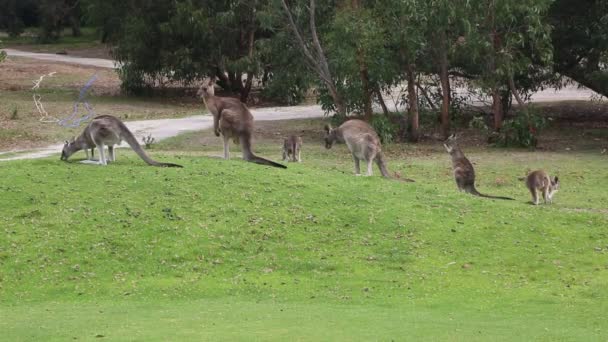 Group Kangaroo Anglesea Gold Course Victoria Australia — стокове відео