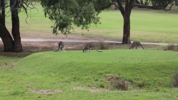 Three Kangaroo Grazing Anglesea Gold Course Victoria Australia — Stock Video