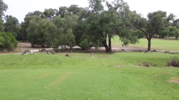 Paisaje Con Pastoreo Canguro Anglesea Gold Course Victoria Australia — Vídeo de stock