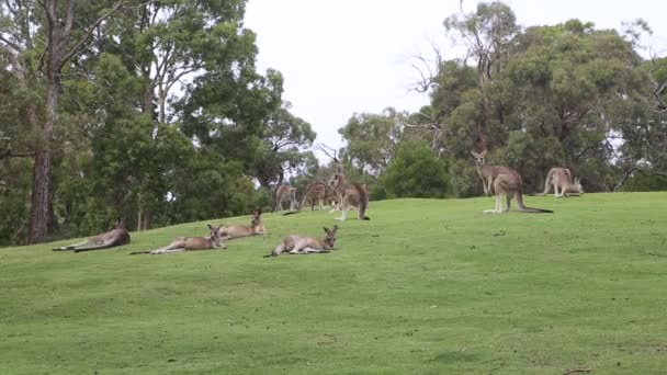 Kenguru Lepää Anglesea Gold Course Victoria Australia — kuvapankkivideo