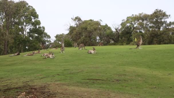 Skoki Kangurem Polu Golfowym Anglesea Gold Course Victoria Australia — Wideo stockowe