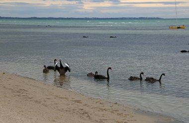 Sorrento Front Plajı 'ndaki siyah kuğu Sorrento, Mornington Yarımadası, Victoria, Avustralya