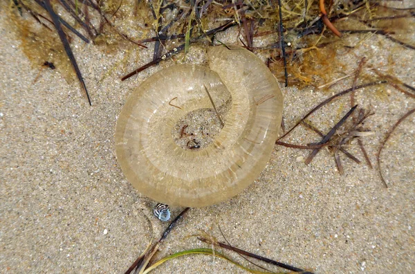 Jelly Sack Moon Snail Eggs Sorrento Mornington Peninsula Victoria Australia — Stock Photo, Image